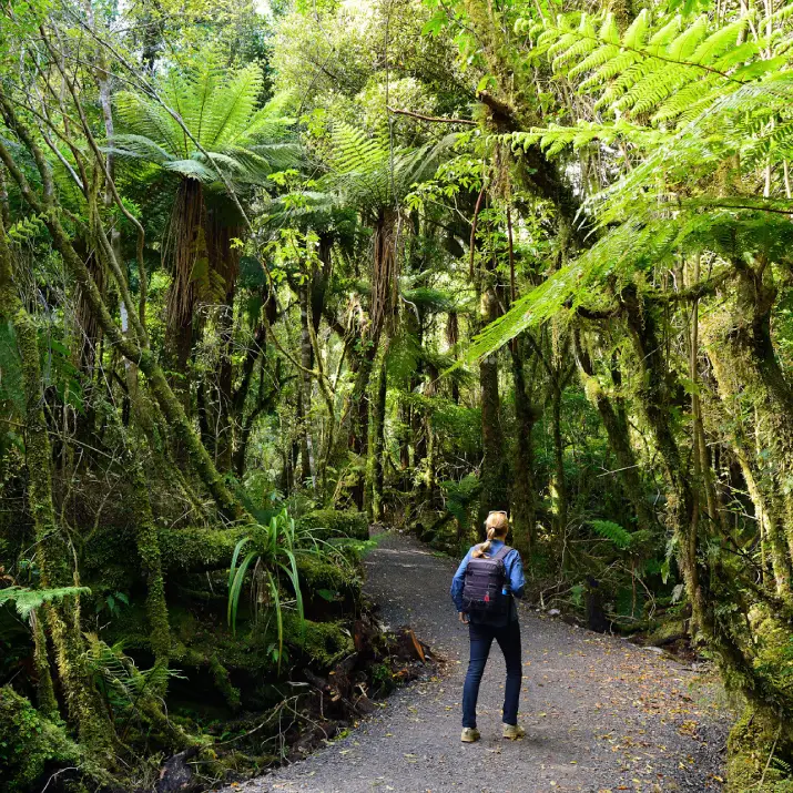 Hiker walking through lush New Zealand forest